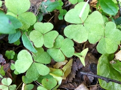 Oxalis acetosella