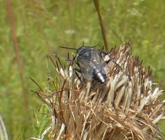 Astata