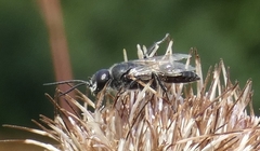 Astata