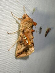 Autographa bimaculata