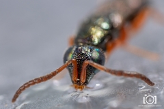 Adelphe anisomorphae