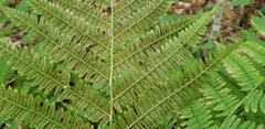 Athyriaceae