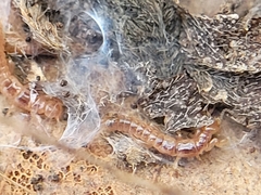 Oligotoma nigra