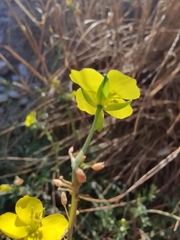Diplotaxis tenuifolia