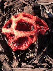 Clathrus ruber