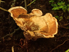 Hydnellum aurantiacum