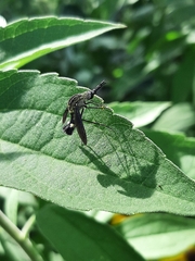 Lepidophora lepidocera