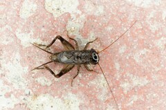 Loxoblemmus arietulus