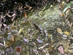 Deinagkistrodon acutus