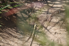 Aspidoscelis sexlineatus