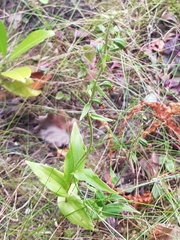 Epipactis helleborine