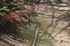 Aspidoscelis sexlineatus