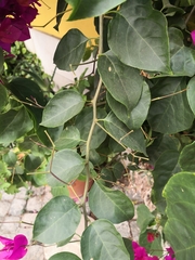 Bougainvillea glabra