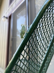 Platylyra californica