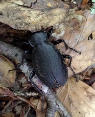 Carabus coriaceus