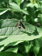 Lepidophora lepidocera