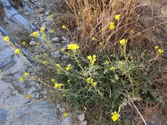 Diplotaxis tenuifolia