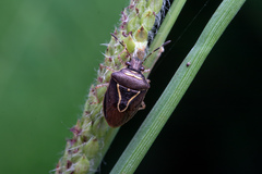 Mormidea lugens