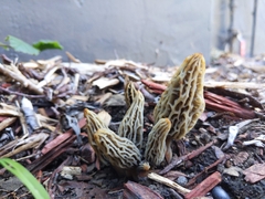 Morchella rufobrunnea