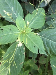 Impatiens parviflora