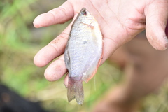 Trichopodus trichopterus