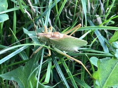 Tettigonia cantans