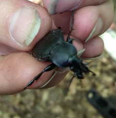 Carabus coriaceus