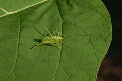 Meconema thalassinum