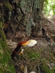 Ganoderma curtisii