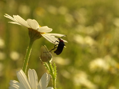 Tenebrionoidea