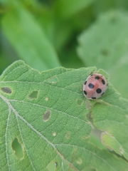 Coccinellidae