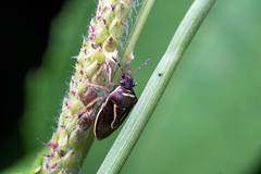 Mormidea lugens