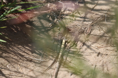 Aspidoscelis sexlineatus