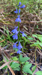 Lobelia puberula