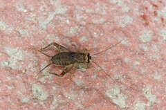 Gryllidae