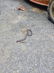 Lampropeltis triangulum