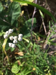 Achillea alpina