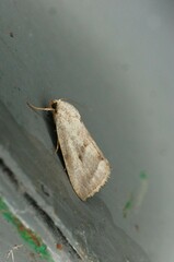 Phyllophila obliterata