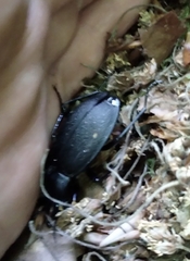 Carabus coriaceus