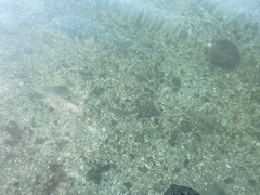 Lutjanus griseus