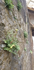 Asplenium ruta-muraria