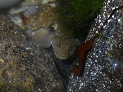 Gobius cobitis