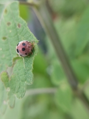 Coccinellidae
