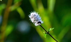 Mentha aquatica