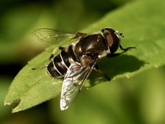 Eristalis dimidiata