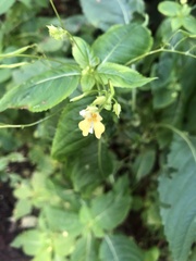 Impatiens parviflora