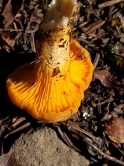 Cantharellus roseocanus