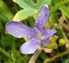 Gentianopsis simplex