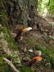Ganoderma curtisii