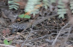 Aspidoscelis tesselatus